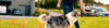 Physiothérapie animale